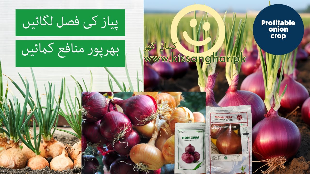 Onion crop | Payaz ki fasal | profitable crop | best option for farmers | Kissan Ghar onion farming