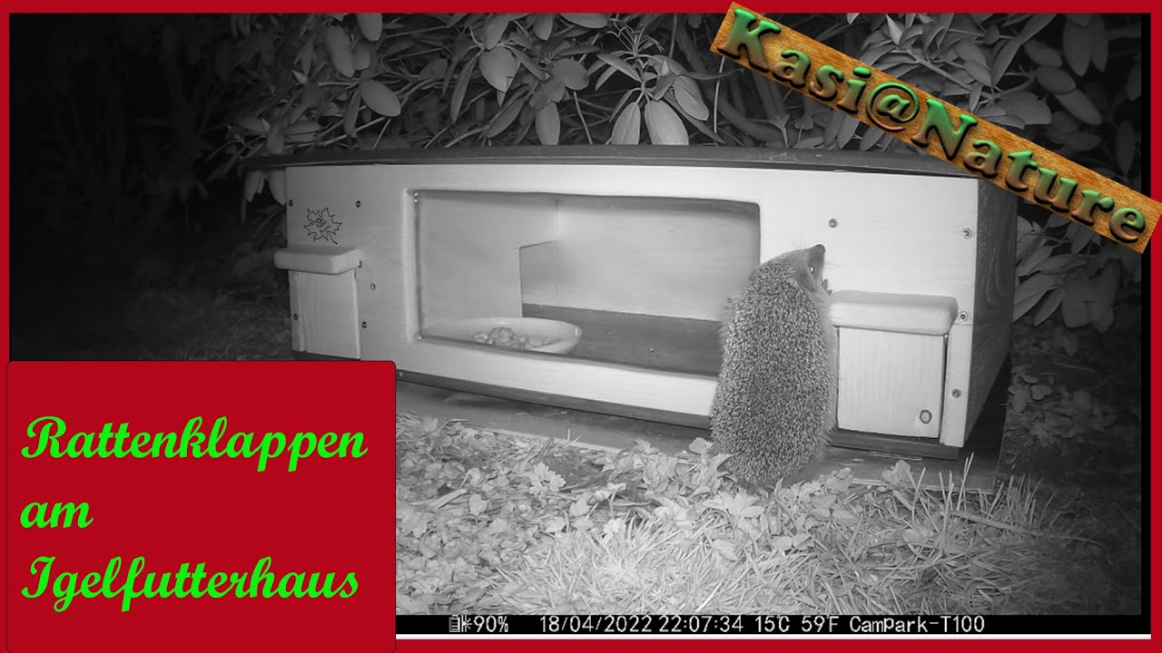 Rattenklappen am Igelfutterhaus . Igels erster Kontakt mit den neuen Rattenklappen