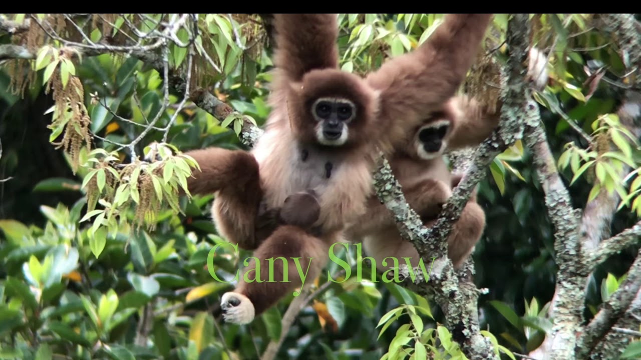 Suara 9 | Leuser | Keluarga Owa Sumatra Bernyanyi