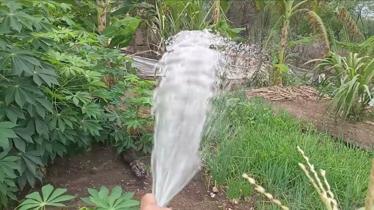 Aguando minhas plantações 