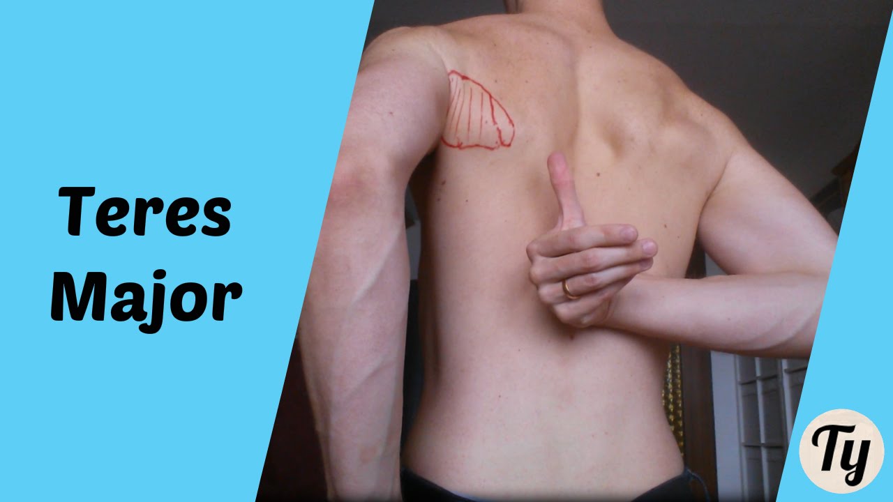 1-Minute Anatomy: Teres Major Muscle