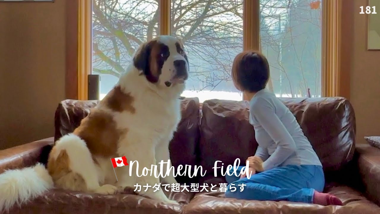 ボツ・未使用動画集 11【超大型犬 3頭とカナダで田舎暮らし・海外生活】