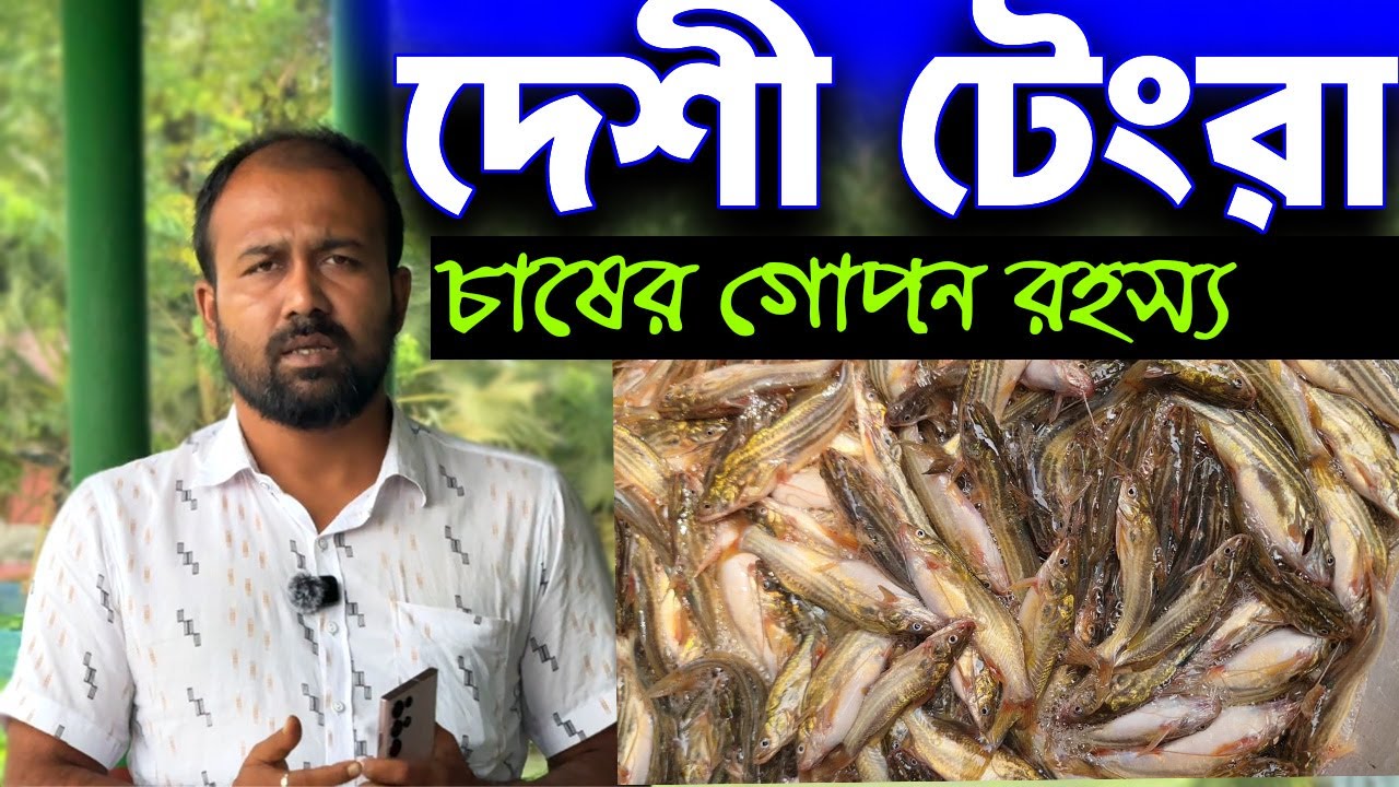 দেশী টেংরা মাছ চাষের পূর্ণ গাইড | লাভ, খরচ, খাবার ও বাজারজাতকরণ