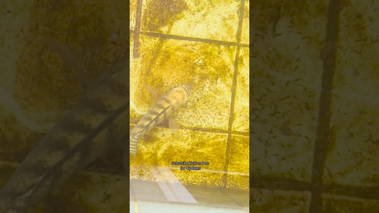 Mouth Brooding Tilapia fish with babies shot video #thilapia #fishfarming #MouthBrooding #shorts