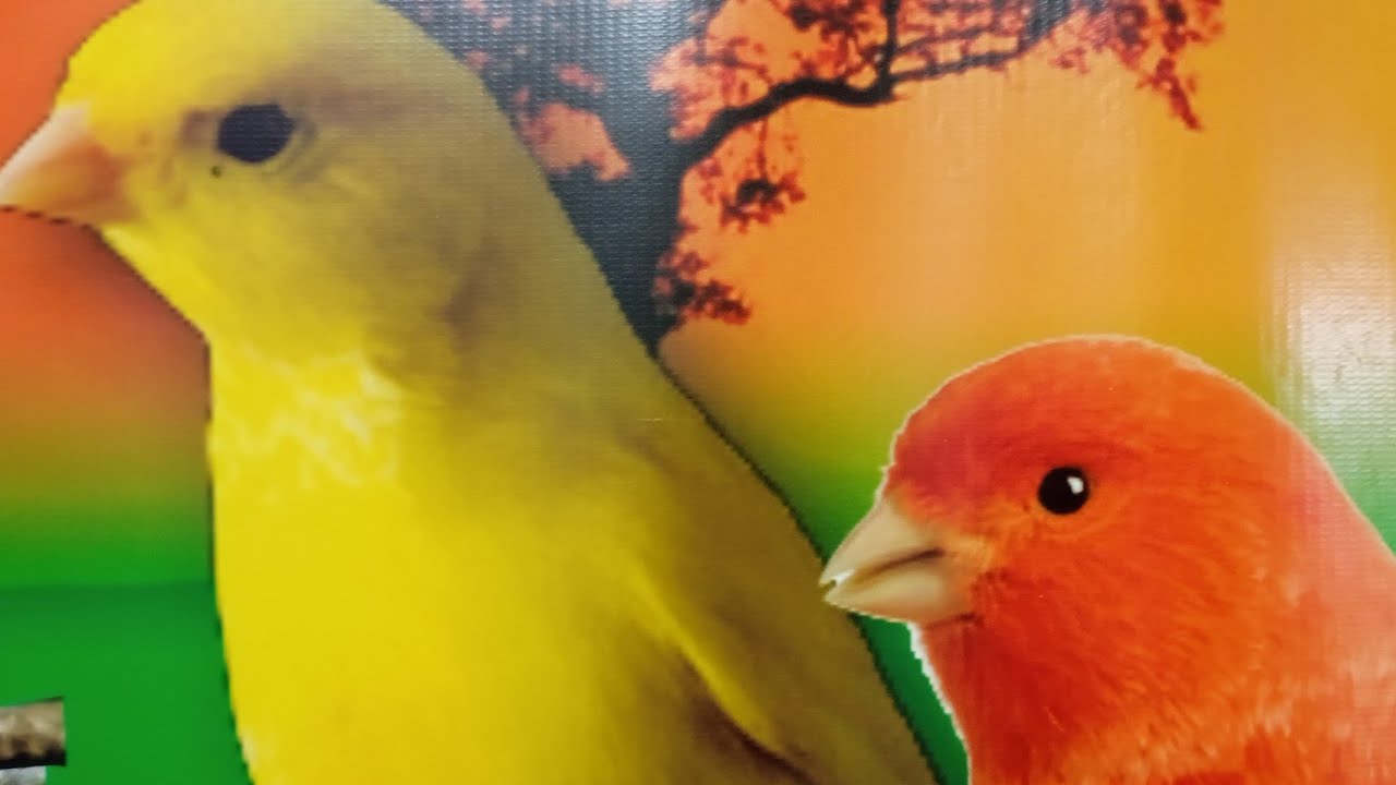 #Seu canário fica esfregando o bico na gaiola??? Saiba porque!!!