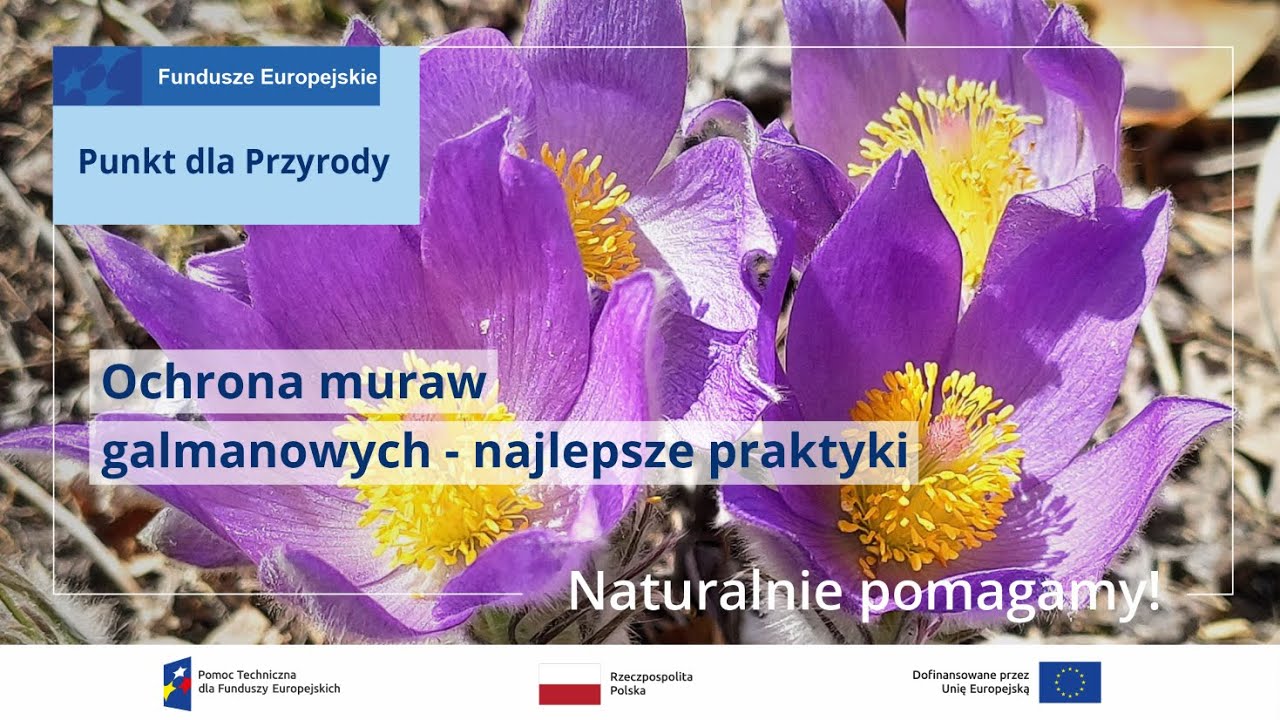 NP15 Ochrona muraw galmanowych – najlepsze praktyki