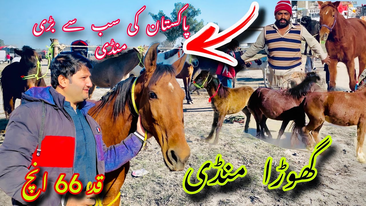 Horse Mandi In Pakistan | Horse Mandi In Punjab | Pakistan big horse Mandi |Horse Mandi Gujrat#horse
