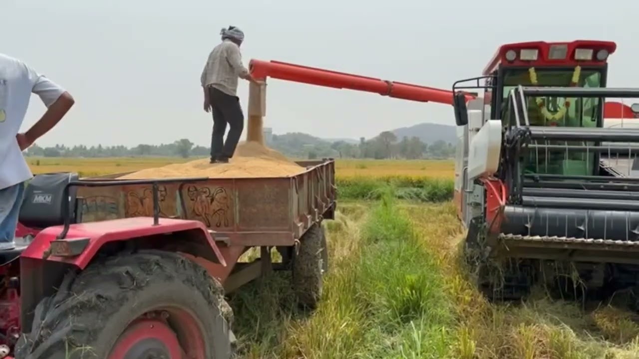 Green field crop king