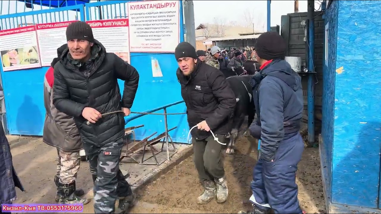 Дарбаза алды Реалдуу баалар !!! Караван мал базары 7-Февраль 
