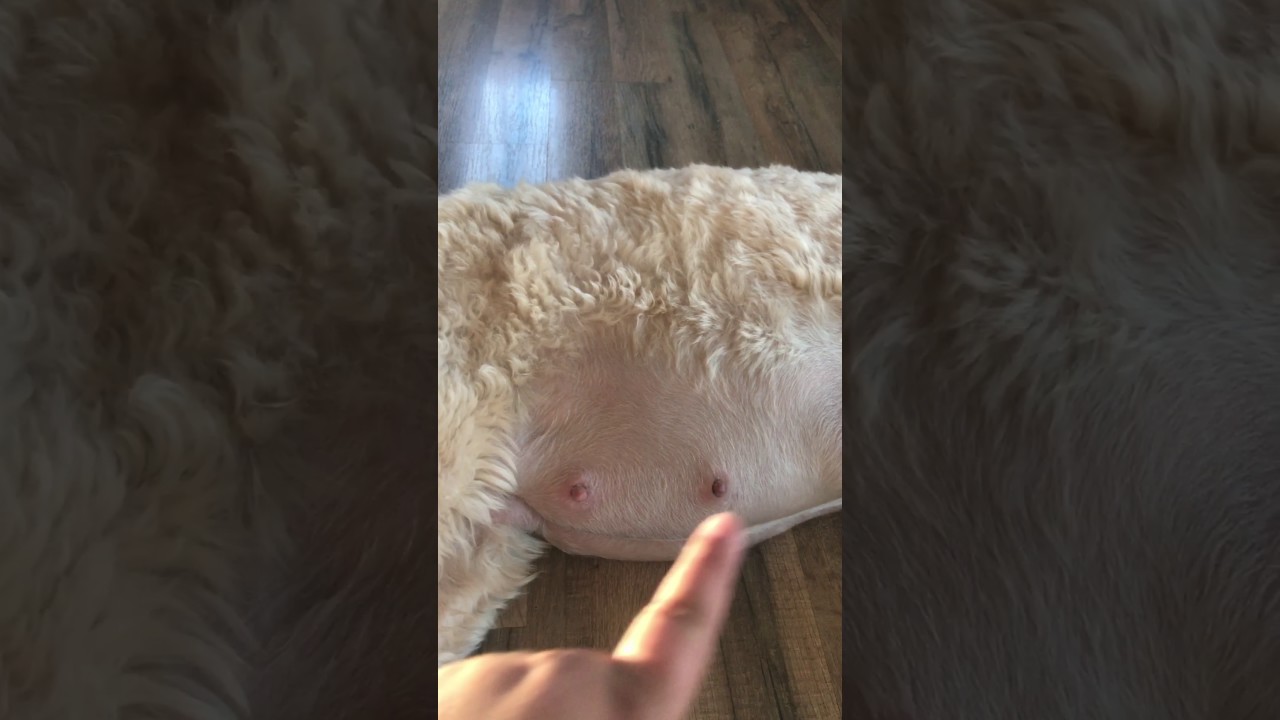 Nala 58 Day Pregnant Dog (Labradoodle) Puppy Movement