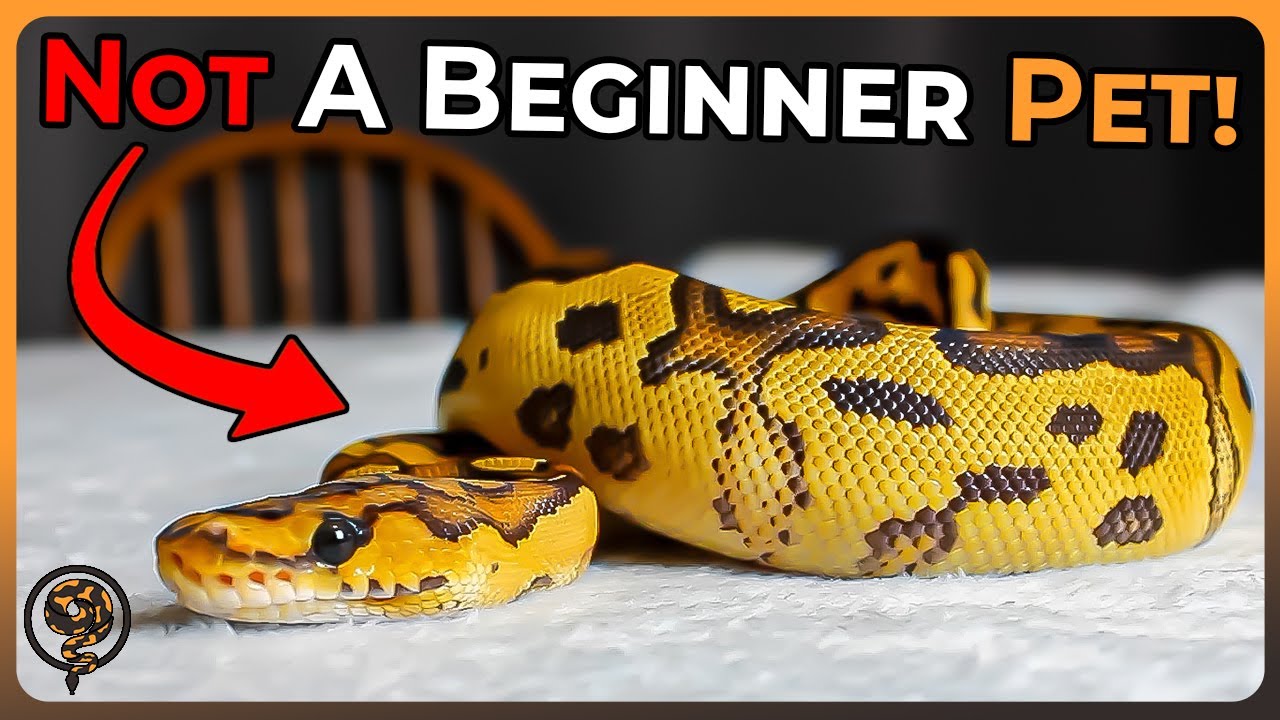Ball Pythons are NOT Beginner Pets: Let me Explain