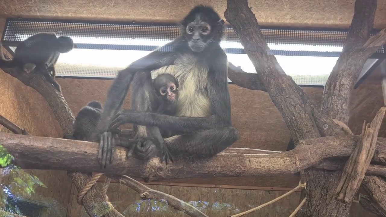 „Projděte se“ po Zoo Praha: Znáte všechny primáty? (Jana Doktorová)