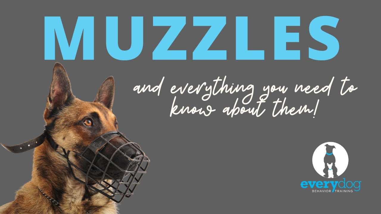 Muzzles! How to properly fit a muzzle and train your dog to love wearing it.