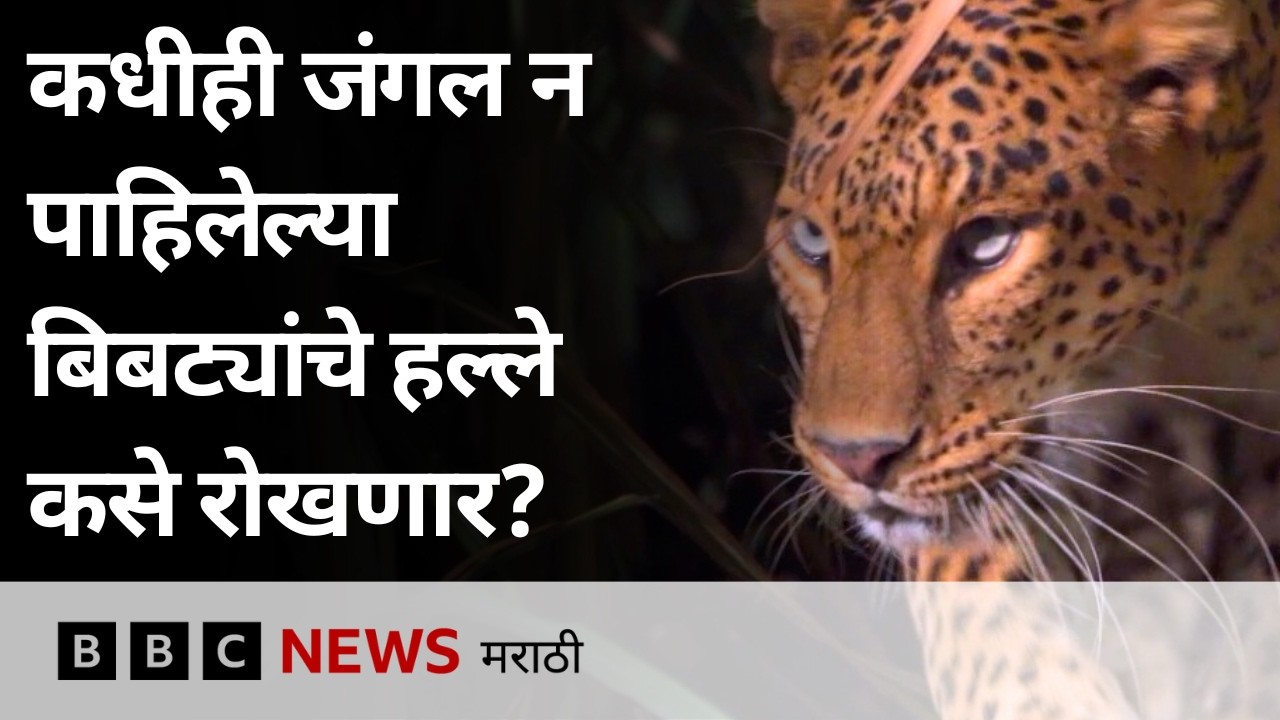 बिबट्यांची नसबंदी करणारा भारत जगातील पहिला देश ठरू शकतो | Leopard vs Human Conflict