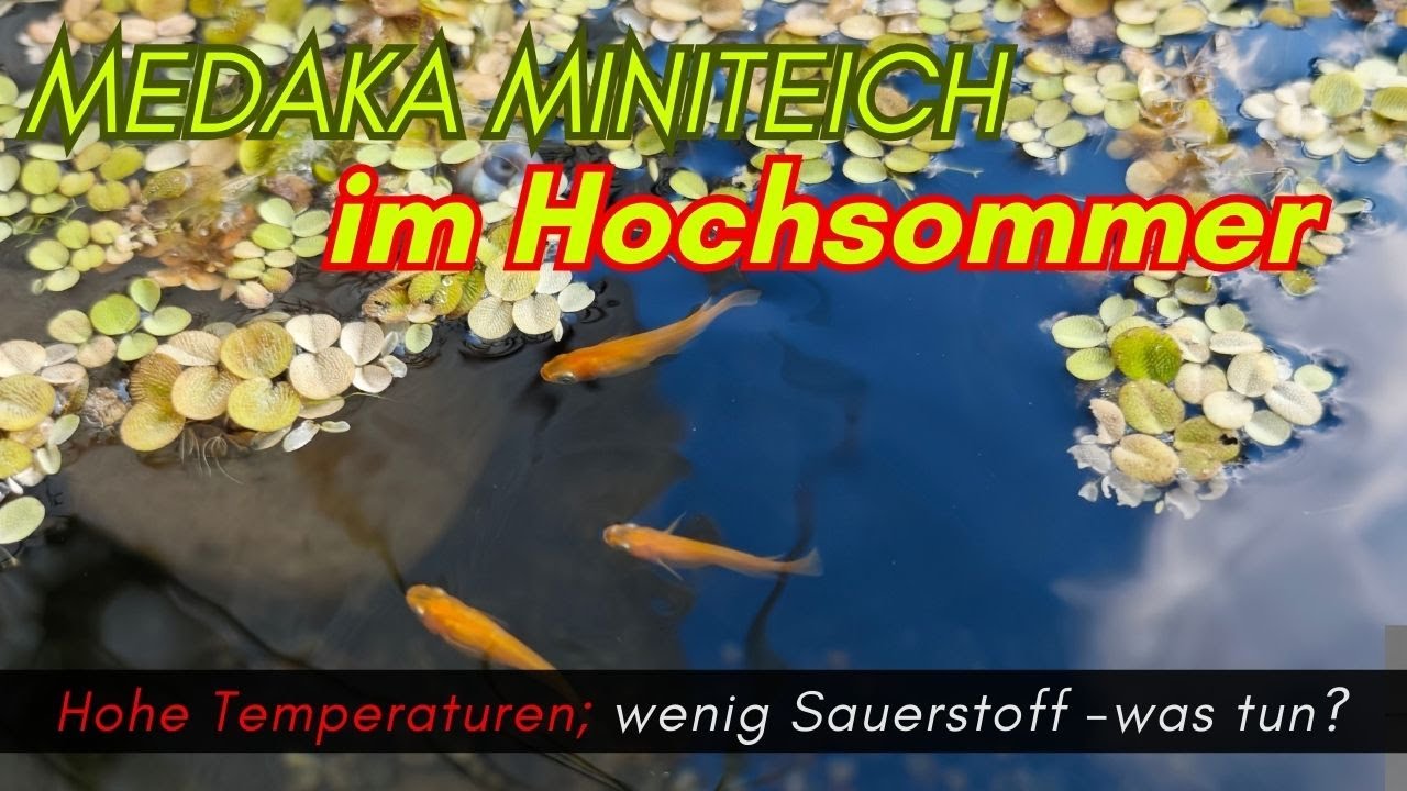 Medaka Miniteich im Hochsommer  -Was tun bei hohen Temperaturen #aquaristik