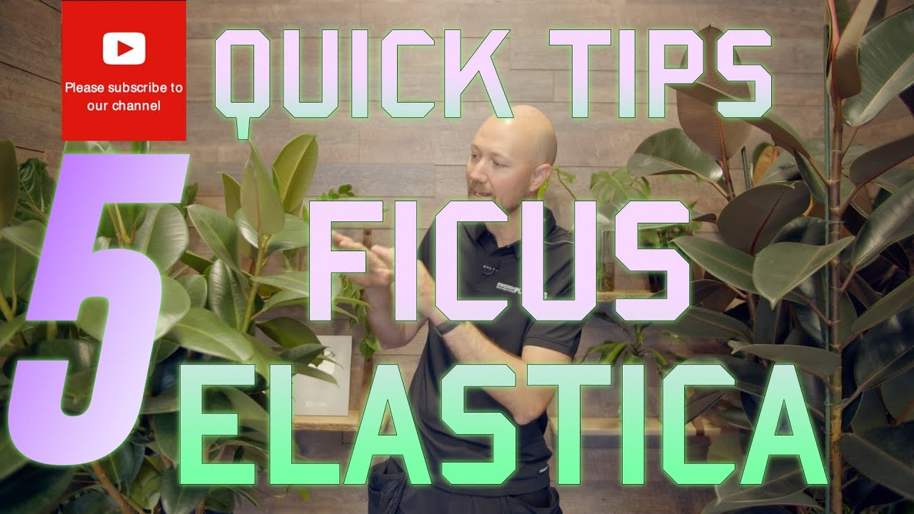 5 Quick Tips Ficus elastica🪴