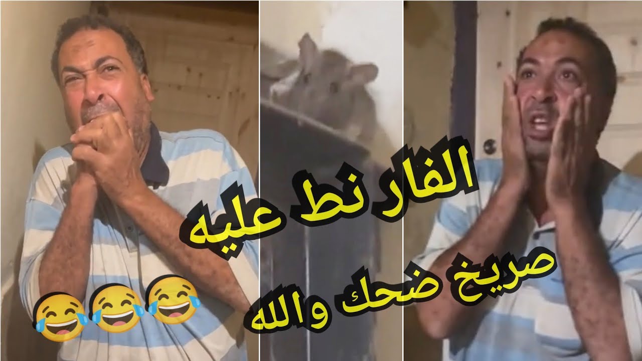 عيطت من الضحك .. الراجل مرعوب وبيترعش من الفار والفار طلع مجرم وطلع عليه 😂😂😂