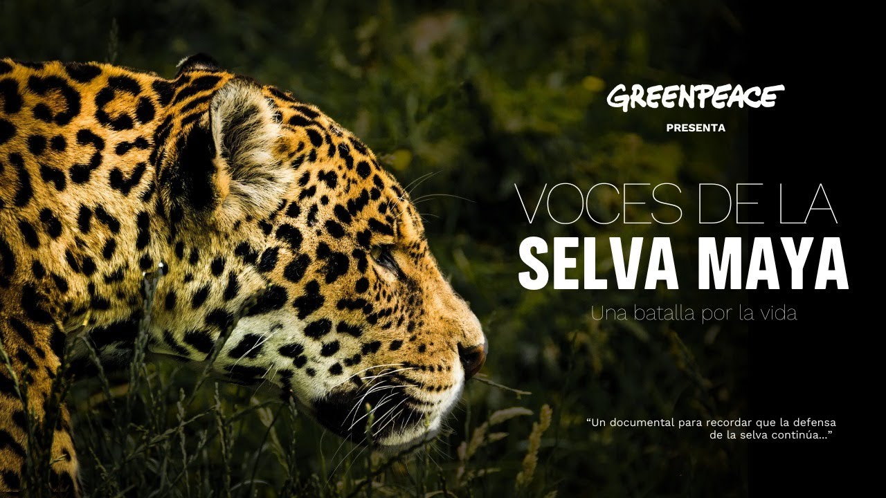 Voces de la Selva Maya: Una Batalla por la Vida. | Documental Greenpeace