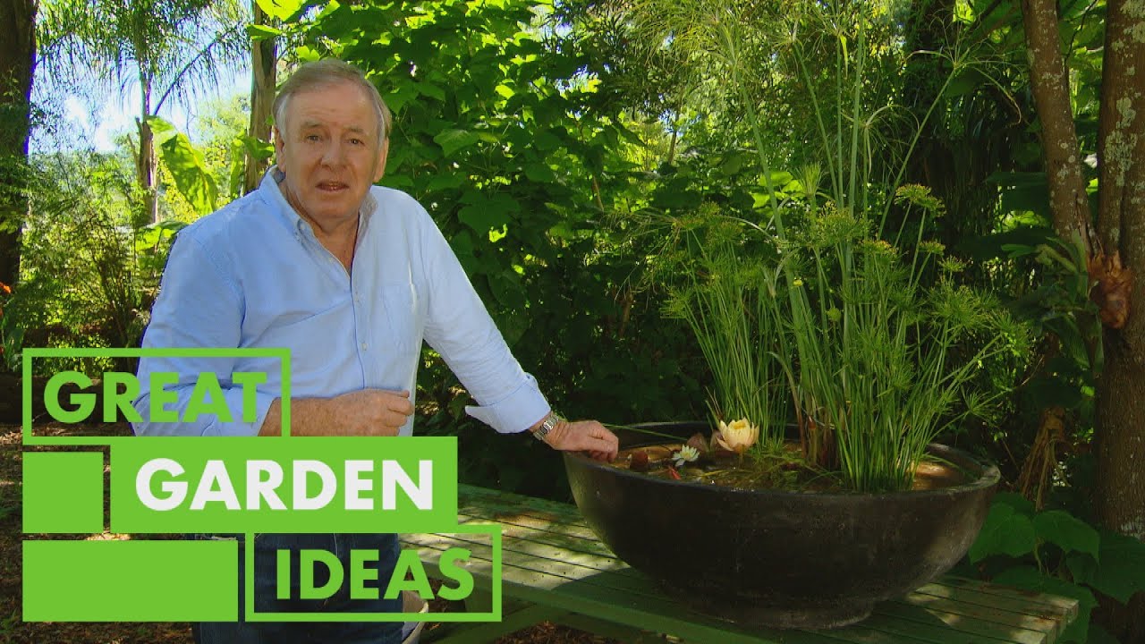 How to Grow Water Lilies at Home  | GARDEN | Great Home Ideas