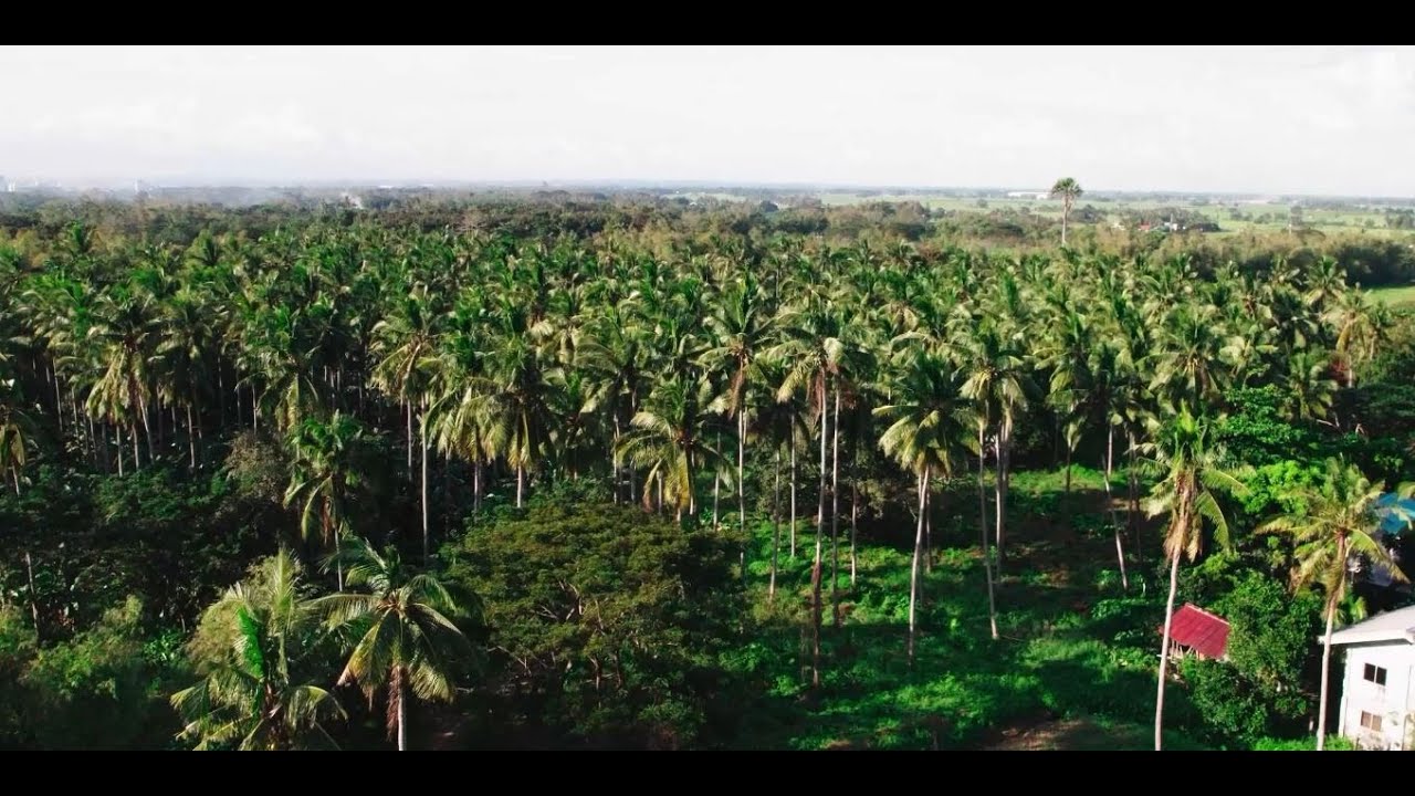 Future Farms: Pavia, Iloilo | Orchard Valley Farm