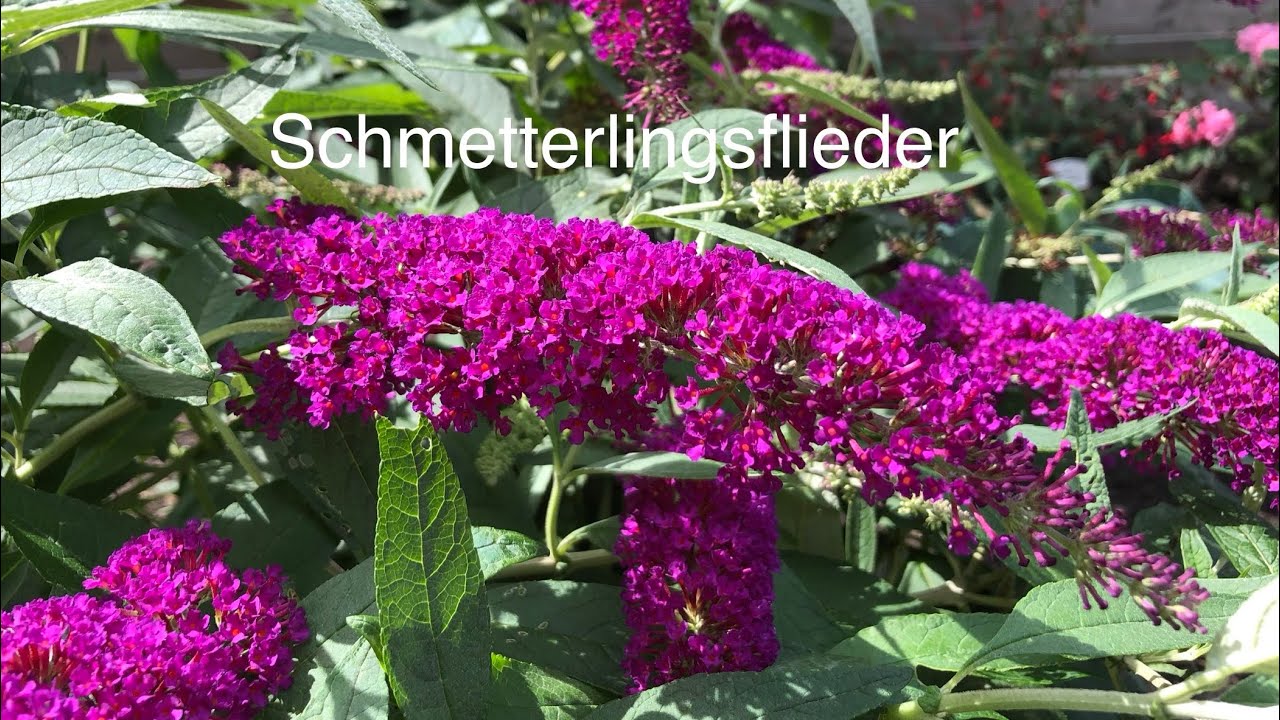 Der Schmetterlingsflieder