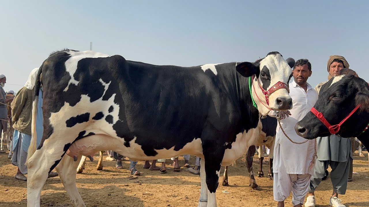 Pull qambar mandi today 16/12/25 #pull #dera #cow #cowmandi