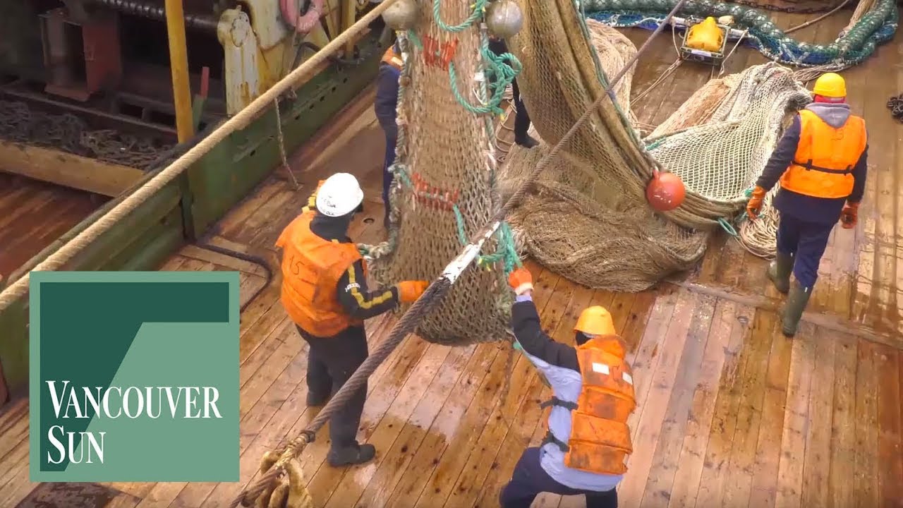 Scientist comment on return from the Gulf of Alaska salmon study | Vancouver Sun