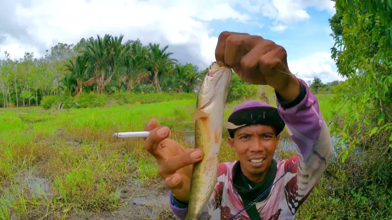 Inilah potensi rawa kalimantan yang masih banyak di huni ikan gabus || Casting gabus di rawa