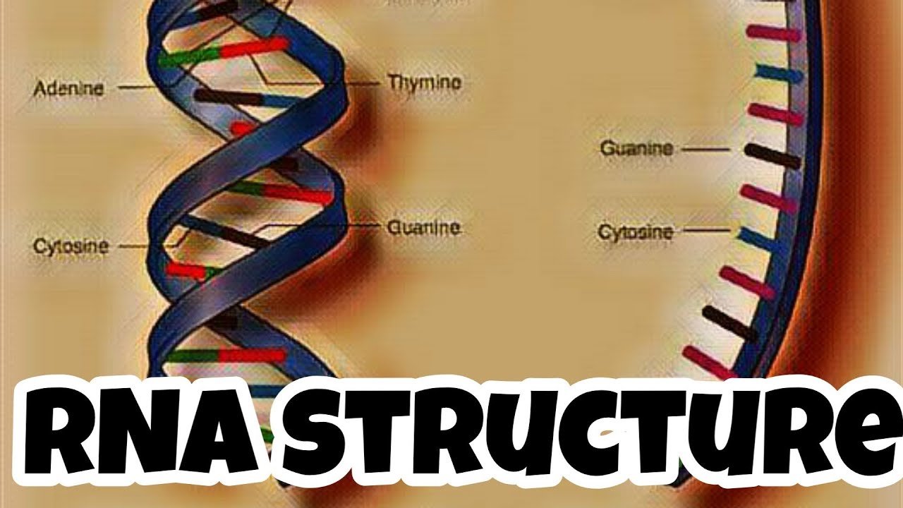 Structure and types of RNA in hindi | eduluminescence