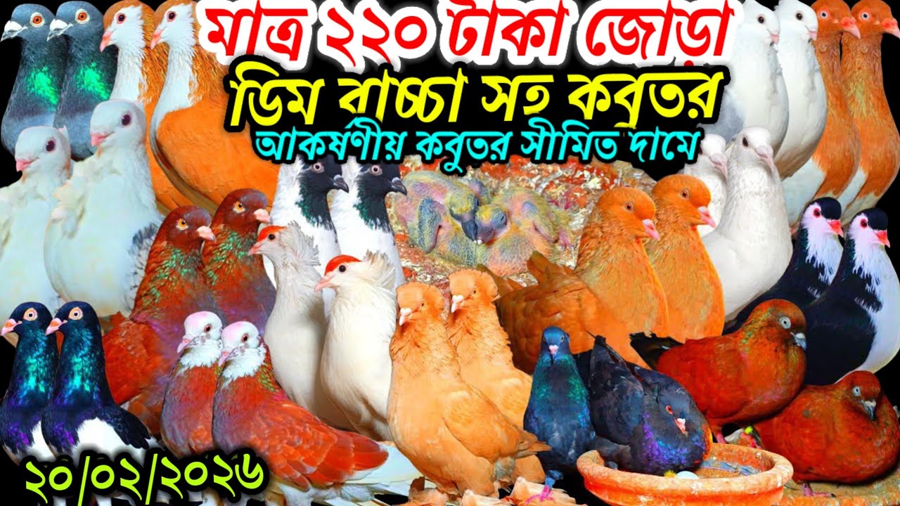 মাত্র ২২০ টাকা জোড়া কবুতর ইতিহাস ডিম বাচ্চা সহ আকর্ষণীয় কবুতর বিক্রি হবে খামার থেকে সীমিত দামে