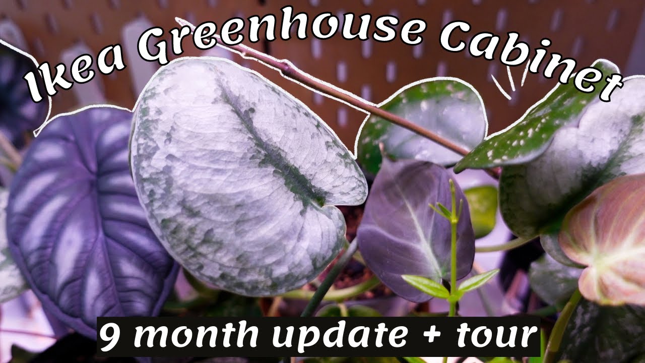 Ikea Greenhouse Cabinet Update + Tour (9 Months) | Hoyas love it!! | Milsbo
