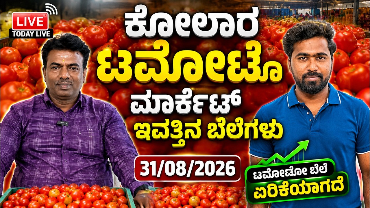 Live today Kolar tomato market rate 31/08/2026  ಕೋಲಾರ ಟಮೋಟ ಮಾರ್ಕೆಟ್ ಇ toವತ್ತಿನ ರೇಟ್ ಎಷ್ಟುಗೊತ್ತಾ.?