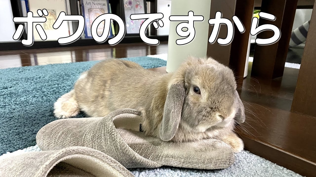 飼い主の匂いがするスリッパにくっついて離れないうさぎさん【ホーランドロップ】