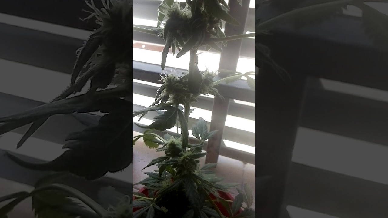 Mariguana enana cogollando 👍