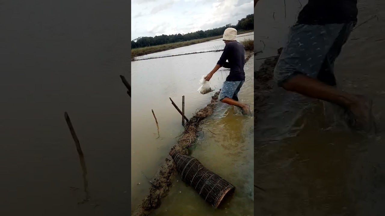 Spot bubusawah banyak ikan dan udangsawa