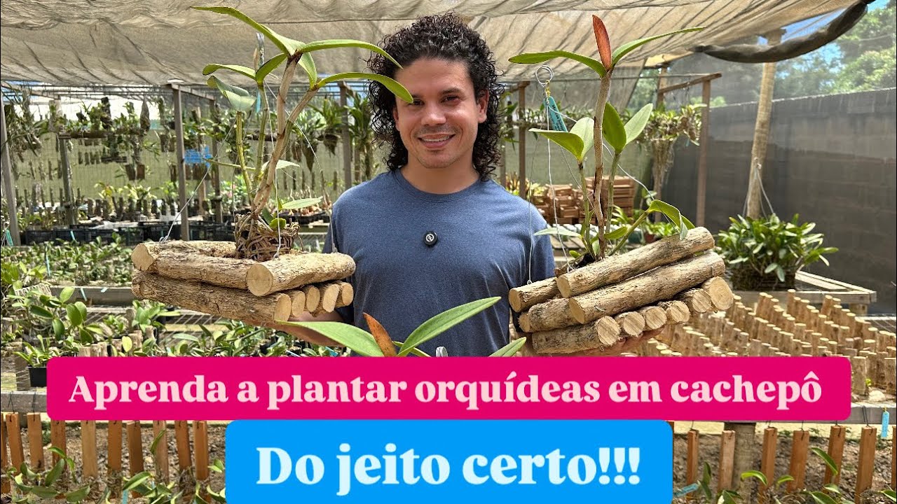 PLANTIO DE ORQUÍDEAS EM CACHEPÔ DE MADEIRA PAU DE CAFÉ!!!