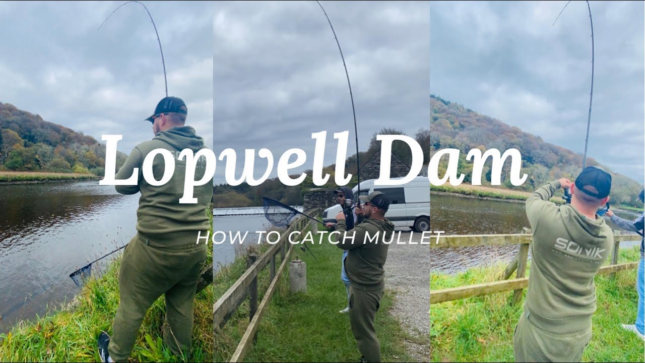 Big Mullet Fishing Devon, Lopwell Dam, Plymouth.
