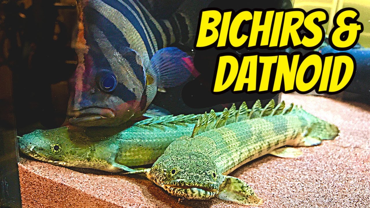 Bichirs + Datnoid - 210 Gallon Tank 🐟 Senegal, Lapradei, Ornate, Endlicheri