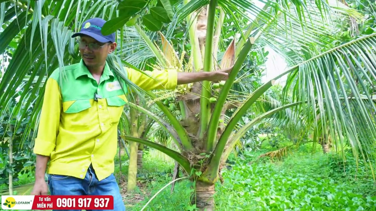 Mít trồng xen canh Dừa - Nên hay không ?