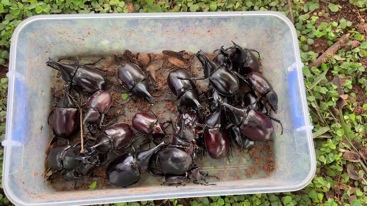Rare Rhino Beetles Found in Wild!