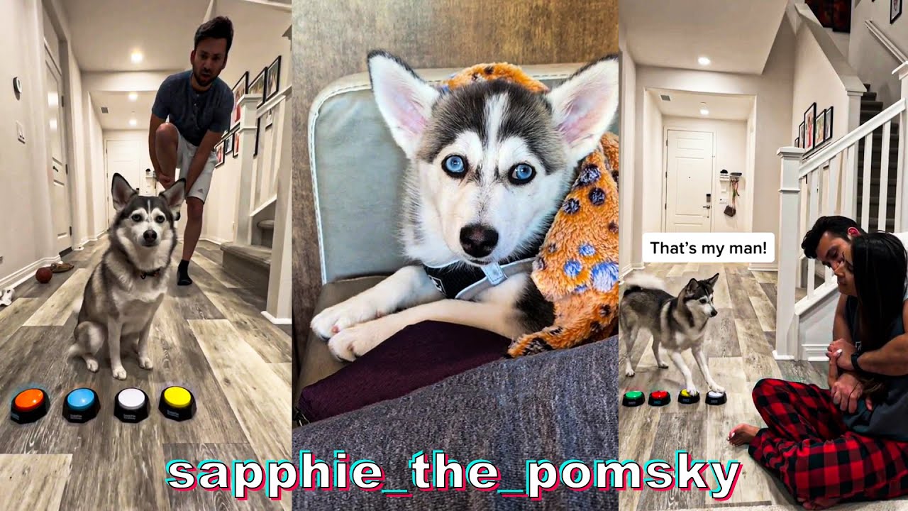 *BEST* Sapphie The Pomsky TikTok Compilation #1 | 🐾