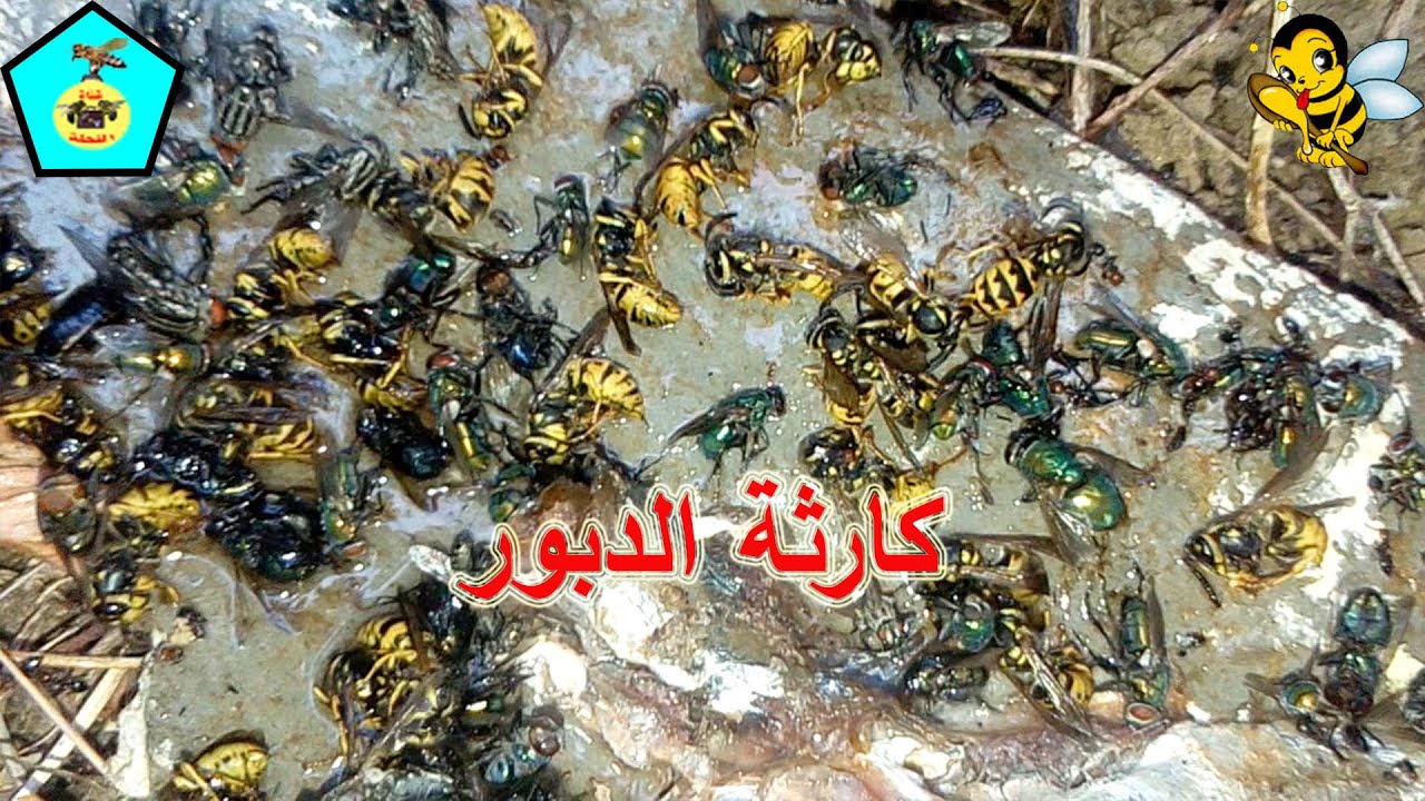 طريقة التخلص من الدبور شاهذوا كم أصطدت من دبابير