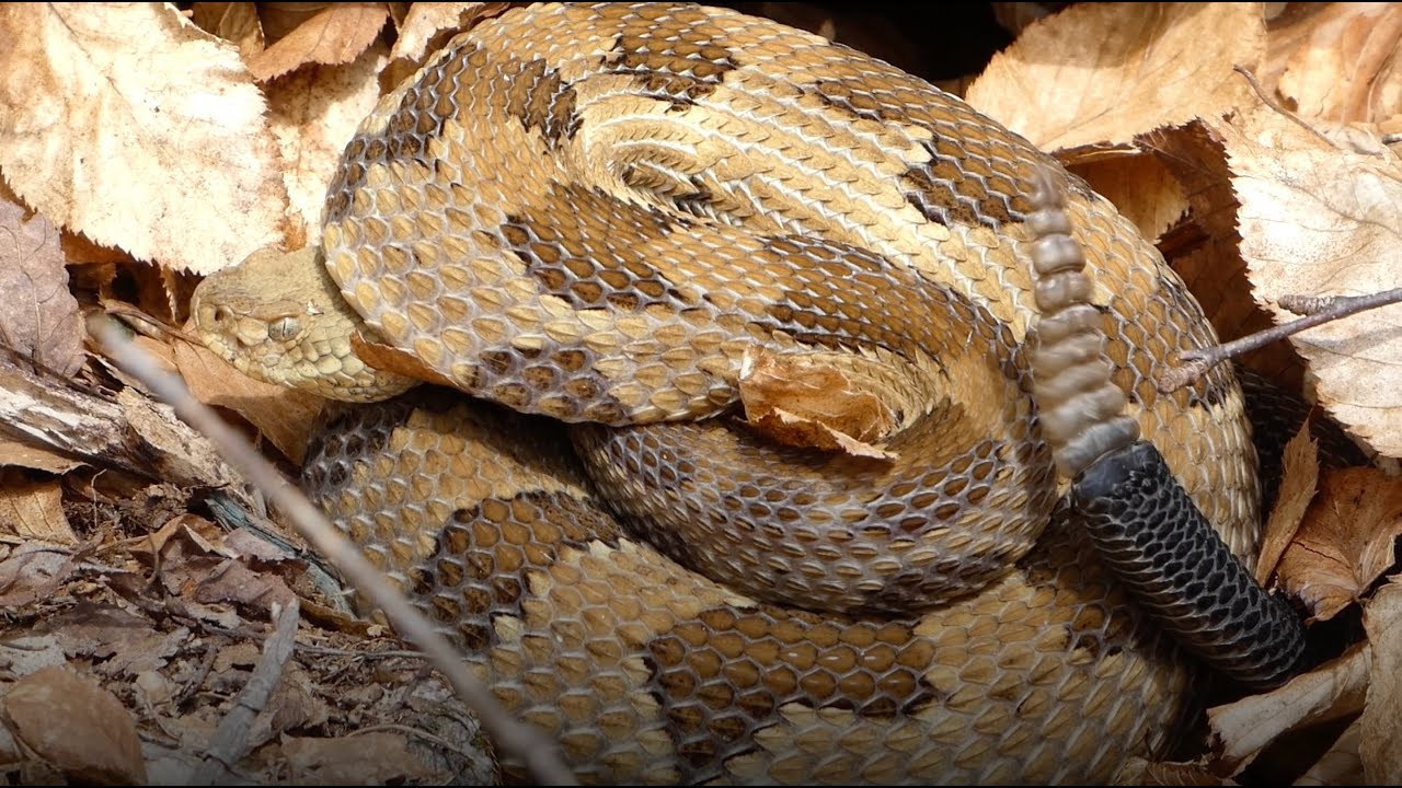 Rattlesnake handling: Inside the training for Pennsylvania conservation officers