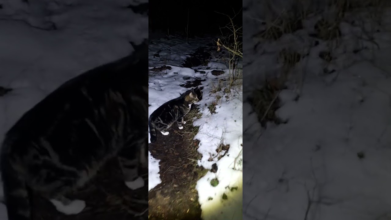 Kater Roberto Freig&auml;nger. Im dunklen, verschneiten Wald spazieren gehen.
