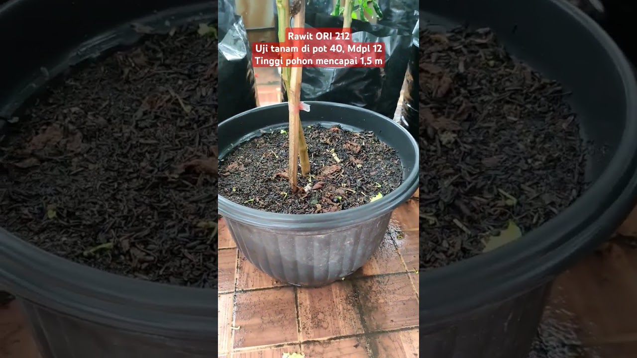 Tabulampot cabe rawit ORI 212 #tabulampot #caberawit #ori212