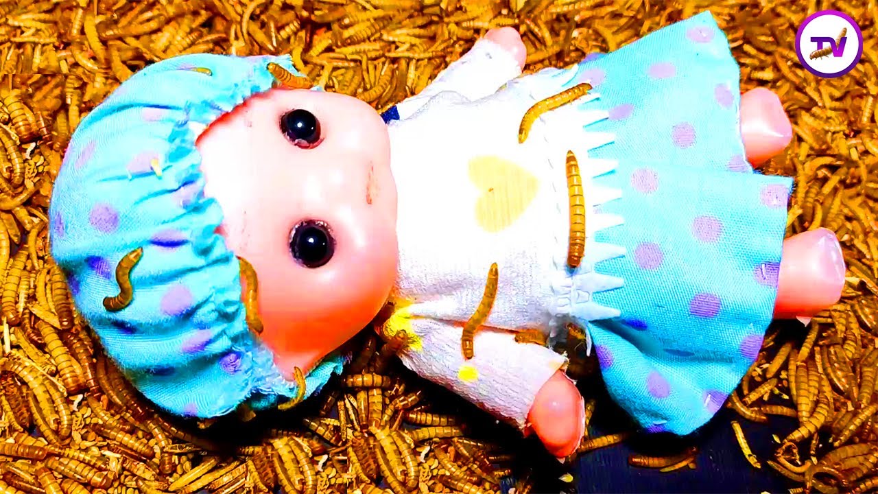 Rag Doll Vs Mealworms/Can mealworms eat this food?