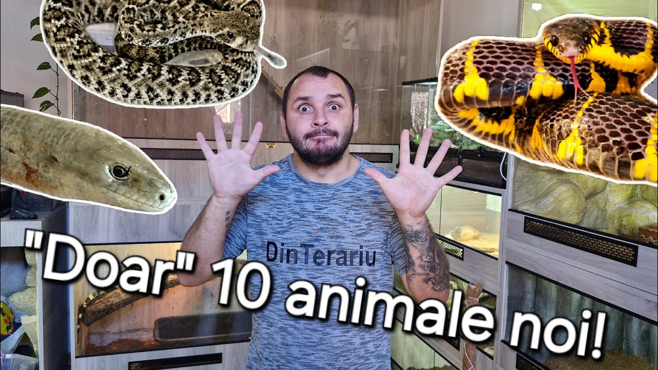 Noile animale! Am fost în Germania să iau animale tot din România! 😂
