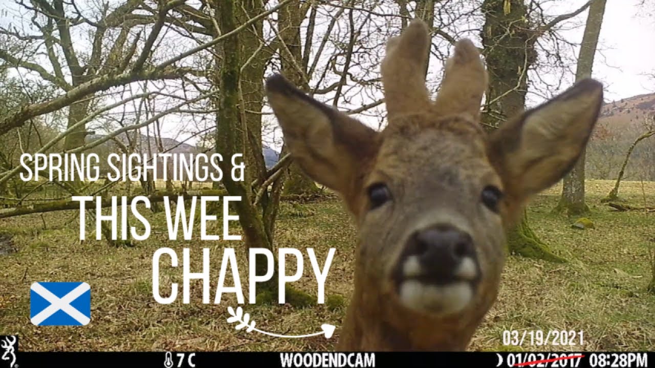Scottish Wildlife - SPRING in the Trossachs | UK Trail Cam 2021