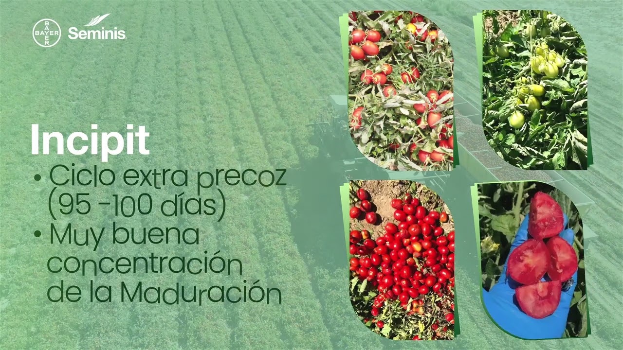 Incipit l Tomate industrial l Seminis