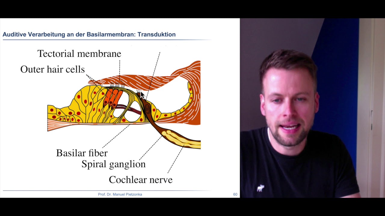 Wahrnehmungspsychologie 4 - Akustische Wahrnehmung und Transaktion